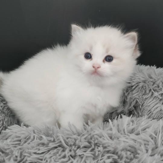 chaton Ragdoll seal tabby point bicolor Chatterie Echo de Narcisse seal tabby point bicolor