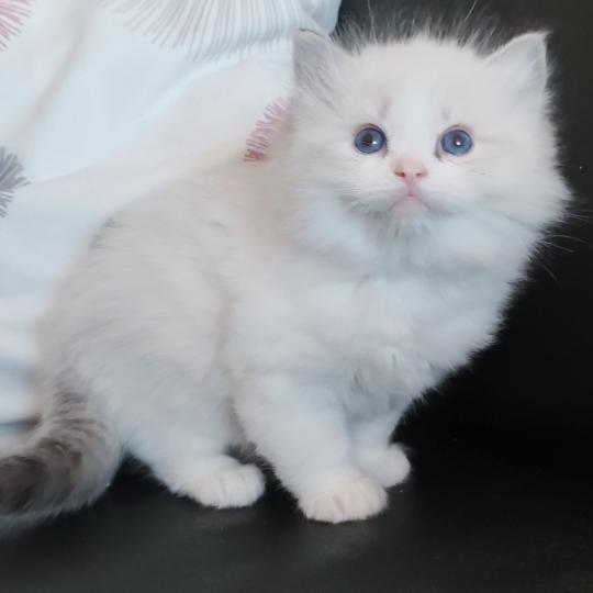 chaton Ragdoll seal tabby point bicolor Banzel R Chatterie Echo de Narcisse seal tabby point bicolor