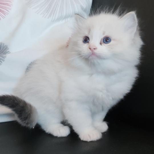 chaton Ragdoll seal tabby point bicolor Banzel R Chatterie Echo de Narcisse seal tabby point bicolor