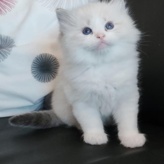 chaton Ragdoll seal tabby point bicolor Banzel R Chatterie Echo de Narcisse seal tabby point bicolor