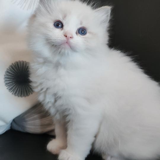 chaton Ragdoll seal tabby point bicolor Banzel R Chatterie Echo de Narcisse seal tabby point bicolor