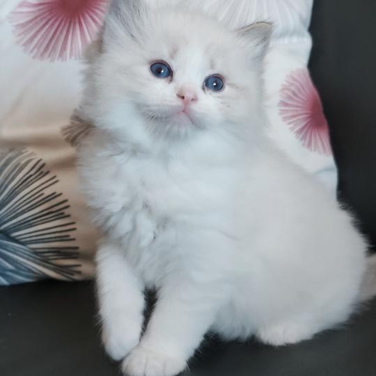 chaton Ragdoll seal tabby point bicolor Banzel R Chatterie Echo de Narcisse seal tabby point bicolor