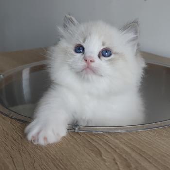 Echo de Narcisse Banzel R Mâle Ragdoll