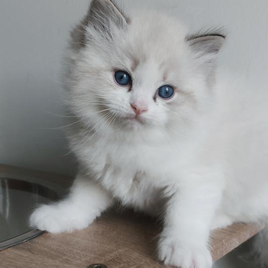chaton Ragdoll seal tabby point bicolor Banzel R Chatterie Echo de Narcisse seal tabby point bicolor