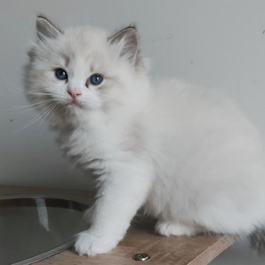 chaton Ragdoll seal tabby point bicolor Banzel R Chatterie Echo de Narcisse seal tabby point bicolor