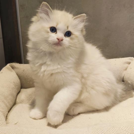 chaton Ragdoll seal tabby point bicolor Bahia Chatterie Echo de Narcisse seal tabby point bicolor