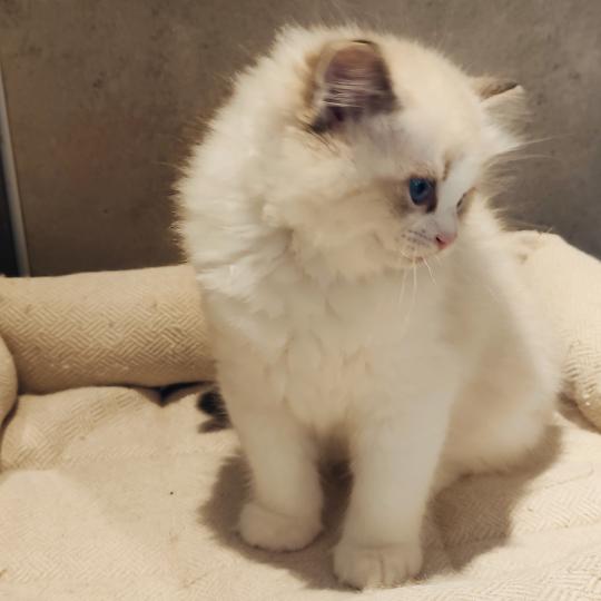 chaton Ragdoll seal tabby point bicolor Bahia Chatterie Echo de Narcisse seal tabby point bicolor