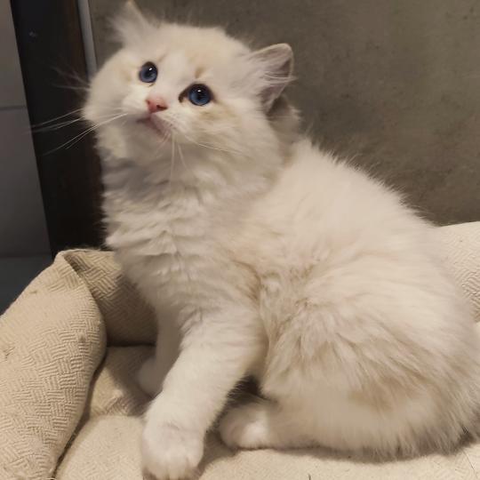 chaton Ragdoll seal tabby point bicolor Bahia Chatterie Echo de Narcisse seal tabby point bicolor