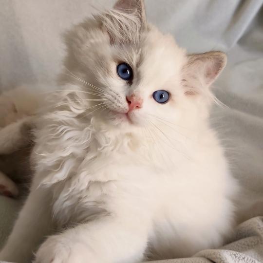 chaton Ragdoll seal tabby point bicolor Bahia Chatterie Echo de Narcisse seal tabby point bicolor