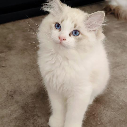 chaton Ragdoll seal tabby point bicolor Bahia Chatterie Echo de Narcisse seal tabby point bicolor