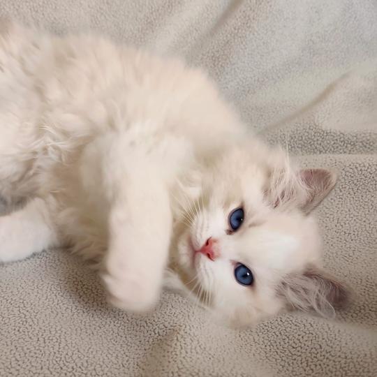 chaton Ragdoll seal tabby point bicolor Bahia Chatterie Echo de Narcisse seal tabby point bicolor