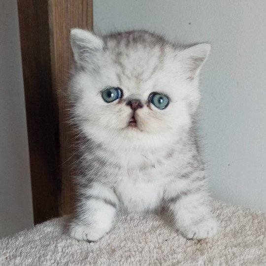 Echo de Narcisse Walter White Mâle Exotic Shorthair