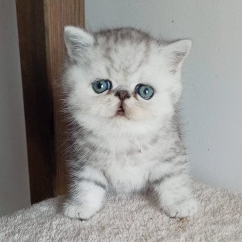 Echo de Narcisse Walter White Mâle Exotic Shorthair