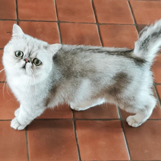 chaton Exotic Shorthair black silver shaded Walter White Chatterie Echo de Narcisse black silver shaded