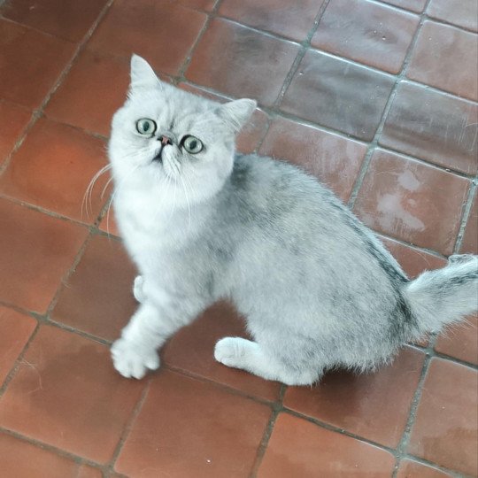 chaton Exotic Shorthair black silver shaded Walter White Chatterie Echo de Narcisse black silver shaded