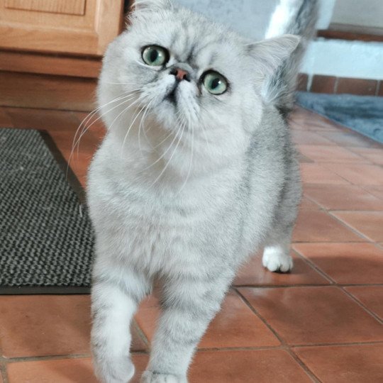 chaton Exotic Shorthair black silver shaded Walter White Chatterie Echo de Narcisse black silver shaded