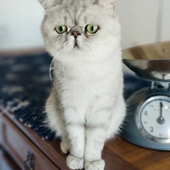 Echo de Narcisse Walter White Mâle Exotic Shorthair