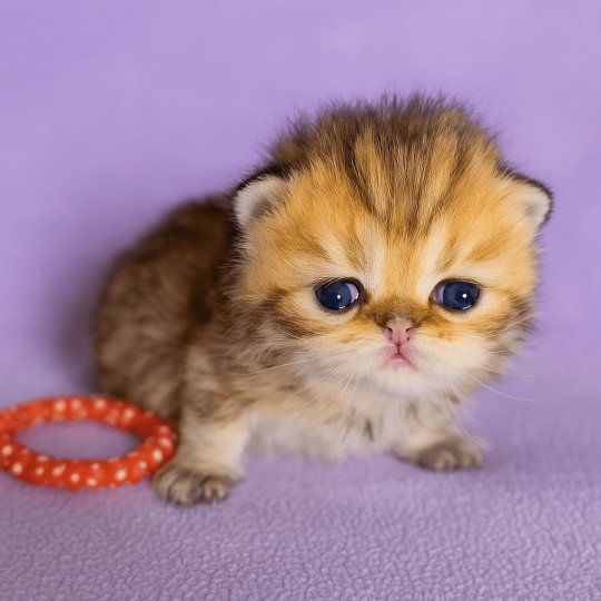chaton Persan black golden shaded Anshar Chatterie Echo de Narcisse black golden shaded