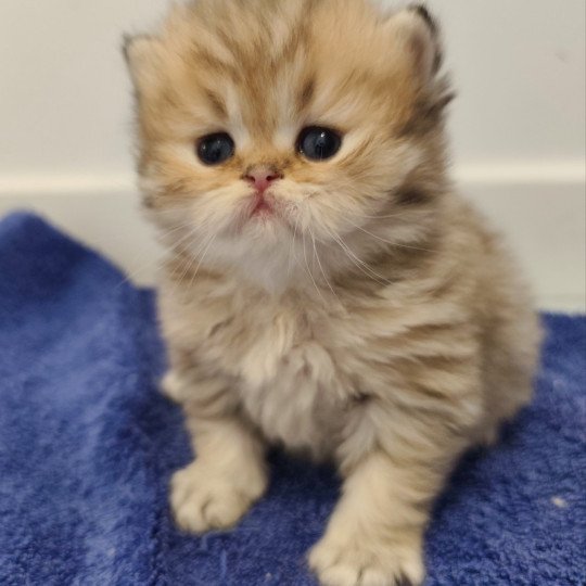 chaton Persan black golden shaded Anshar Chatterie Echo de Narcisse black golden shaded