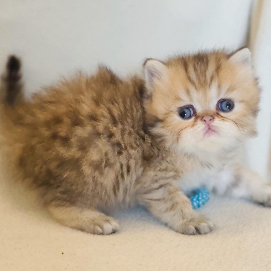 chaton Persan black golden shaded Anshar Chatterie Echo de Narcisse black golden shaded