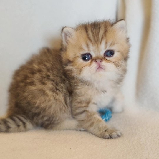chaton Persan black golden shaded Anshar Chatterie Echo de Narcisse black golden shaded