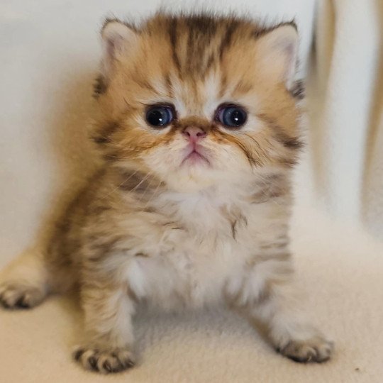 chaton Persan black golden shaded Anshar Chatterie Echo de Narcisse black golden shaded
