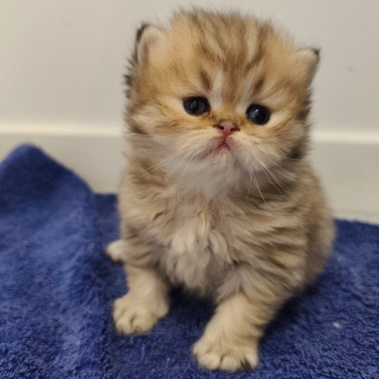 chaton Persan black golden shaded Apsû Chatterie Echo de Narcisse black golden shaded