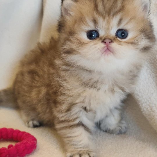 chaton Persan black golden shaded Apsû Chatterie Echo de Narcisse black golden shaded