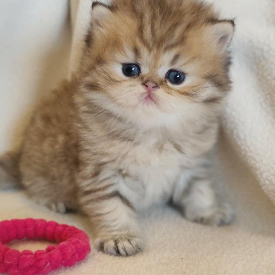 chaton Persan black golden shaded Apsû Chatterie Echo de Narcisse black golden shaded