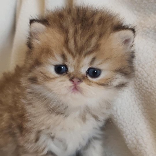 chaton Persan black golden shaded Apsû Chatterie Echo de Narcisse black golden shaded