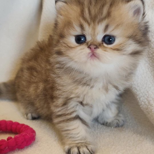 chaton Persan black golden shaded Apsû Chatterie Echo de Narcisse black golden shaded