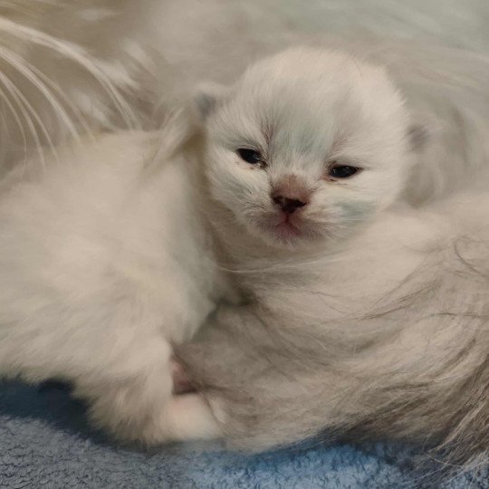 chaton Ragdoll brown tabby mitted Asmar Chatterie Echo de Narcisse brown tabby mitted