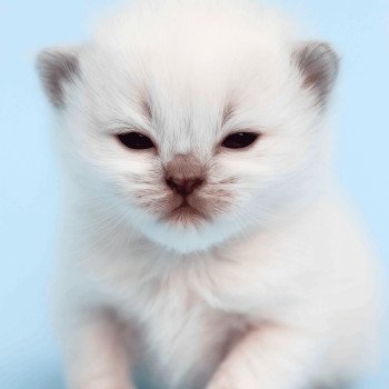 Echo de Narcisse Asmar Mâle Ragdoll