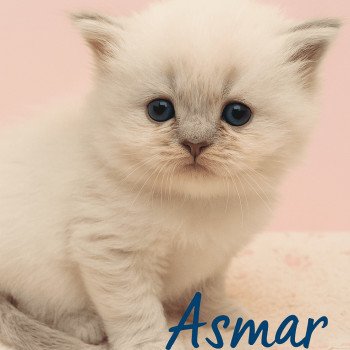 Echo de Narcisse Asmar Mâle Ragdoll