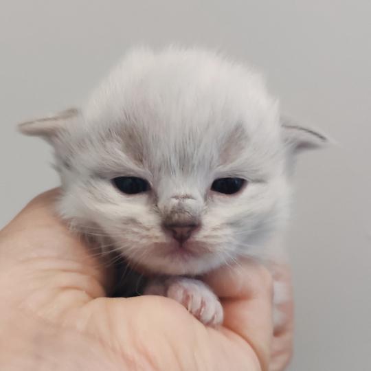 chaton Ragdoll point Bagheera Chatterie Echo de Narcisse seal tabby point mitted