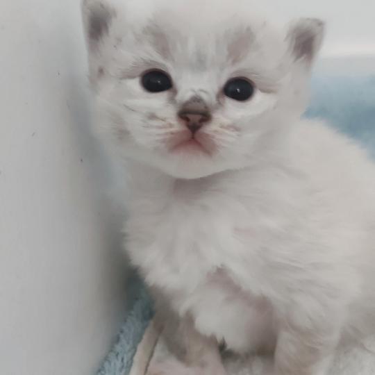 chaton Ragdoll seal tabby point mitted Bagheera Chatterie Echo de Narcisse seal tabby point mitted