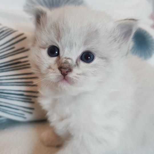 chaton Ragdoll seal tabby point mitted Bagheera Chatterie Echo de Narcisse seal tabby point mitted