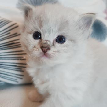 Echo de Narcisse Bagheera Femelle Ragdoll