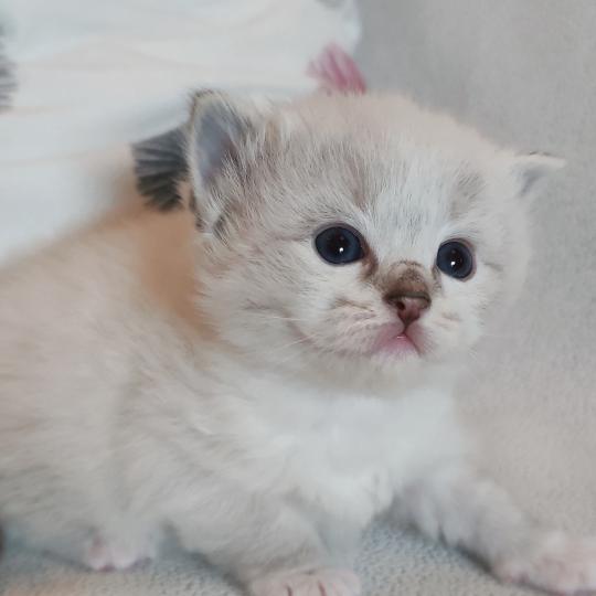 chaton Ragdoll seal tabby point mitted Bagheera Chatterie Echo de Narcisse seal tabby point mitted