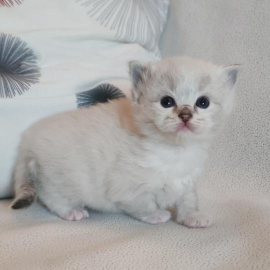 chaton Ragdoll seal tabby point mitted Bagheera Chatterie Echo de Narcisse seal tabby point mitted