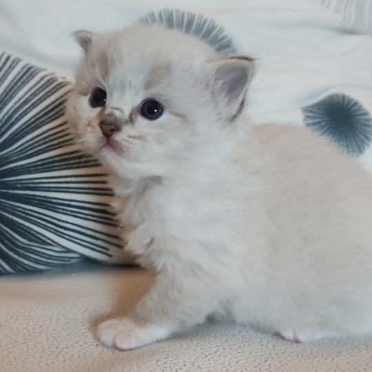 chaton Ragdoll seal tabby point mitted Bagheera Chatterie Echo de Narcisse seal tabby point mitted