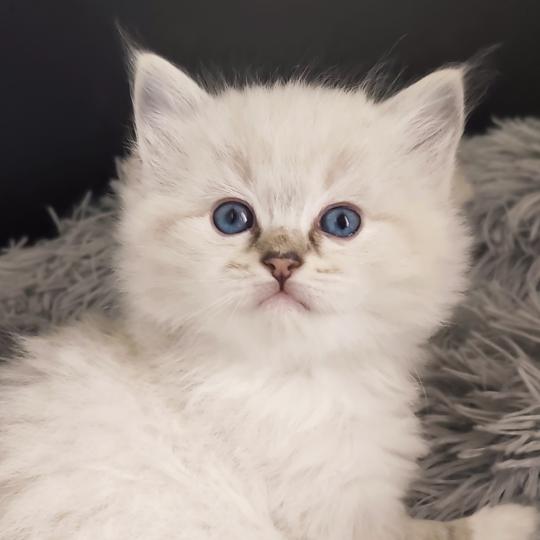 chaton Ragdoll seal tabby point mitted Bagheera Chatterie Echo de Narcisse seal tabby point mitted