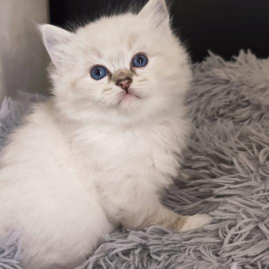 chaton Ragdoll seal tabby point mitted Bagheera Chatterie Echo de Narcisse seal tabby point mitted