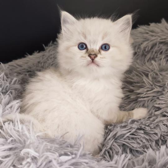 chaton Ragdoll seal tabby point mitted Bagheera Chatterie Echo de Narcisse seal tabby point mitted