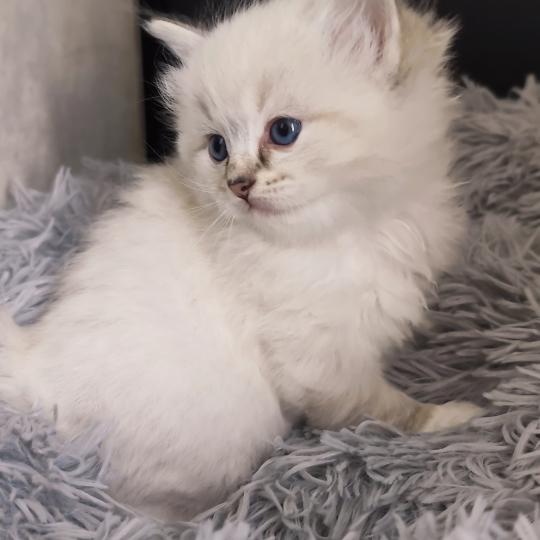 chaton Ragdoll seal tabby point mitted Bagheera Chatterie Echo de Narcisse seal tabby point mitted