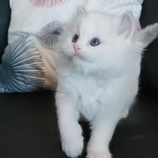 chaton Ragdoll blue tabby point bicolor Beatrix Z Chatterie Echo de Narcisse blue tabby point bicolor