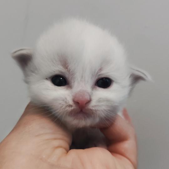 chaton Ragdoll blue tabby point bicolor Beatrix Z Chatterie Echo de Narcisse blue tabby point bicolor