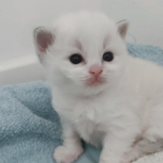 chaton Ragdoll blue tabby point bicolor Beatrix Z Chatterie Echo de Narcisse blue tabby point bicolor