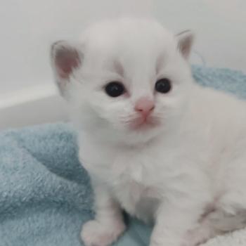 Echo de Narcisse Beatrix Z Femelle Ragdoll