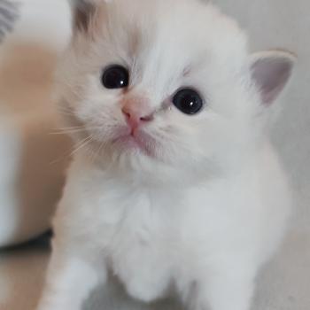 Echo de Narcisse Beatrix Z Femelle Ragdoll